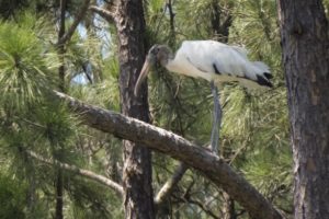 Na foto-destaque, a cabeça-seca (Mycteria americana), um tipo de cegonha que não era mais vista na região. A imagem é de Marco Silva/Divulgação UFSCar.