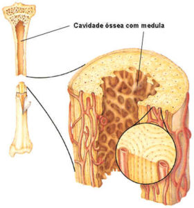 medula_ossea